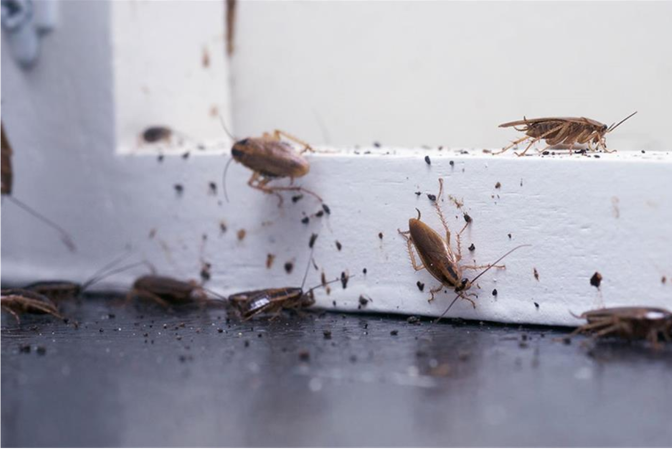 cockroach-banner cockroach-banner